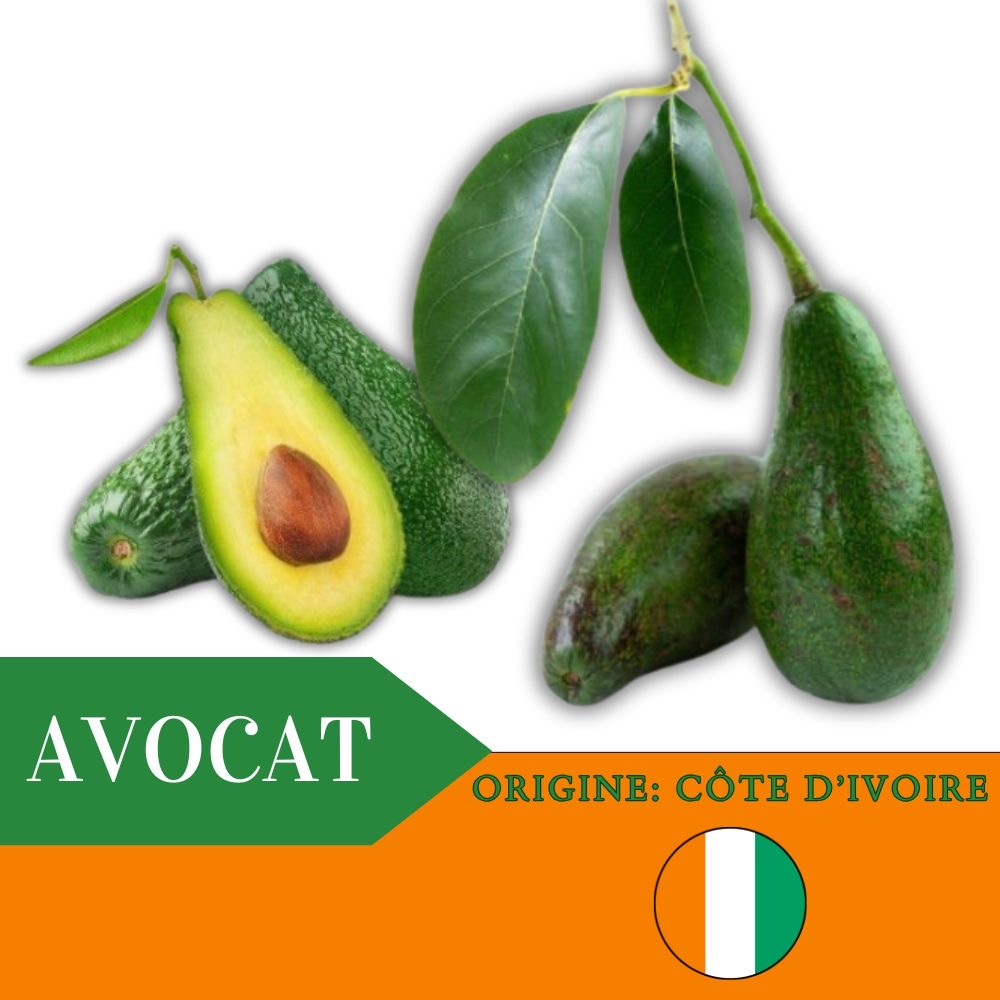 Avocat IDLY GUILD EUROPE
