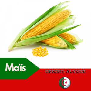 Mais algérien et sénégalais